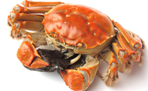 10月吃公蟹还是母蟹 十月份吃什么螃蟹最好