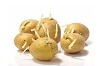 孕期吃了发芽的土豆会怎么样 孕妇吃了发芽的土豆怎么办