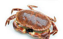 面包蟹是海蟹吗 面包蟹怎么做好吃